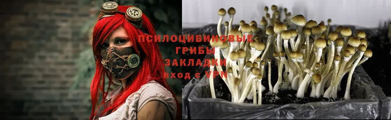 наркотики  Ирбит  Псилоцибиновые грибы Psilocybe 